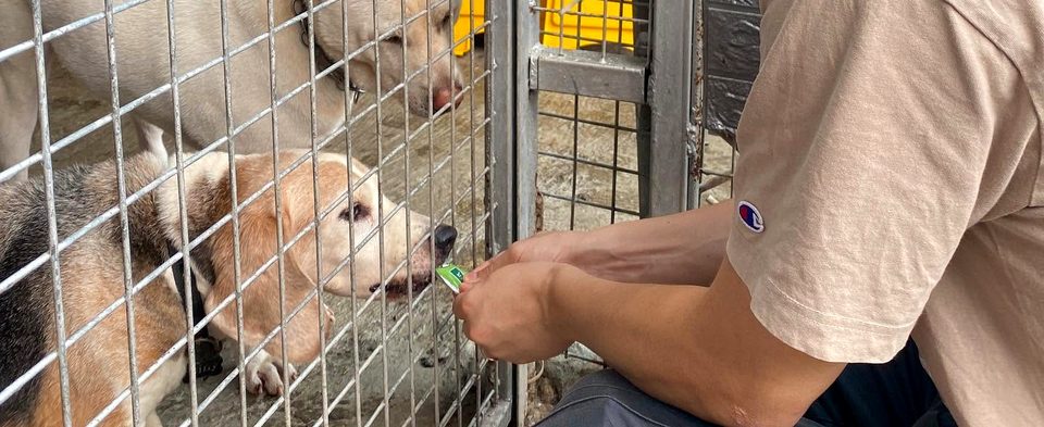 Through the wire of a kennel, a pair of hands holds out a treat to a tan and white dog; a pale-coated dog stands beside it.